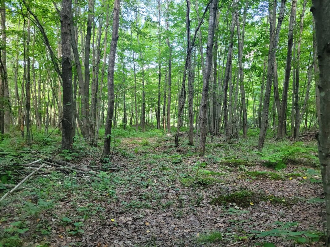 3724 Sherwood Road, Neillsville WI 54456 - Residential house for sale - MLS #1603349 - image29