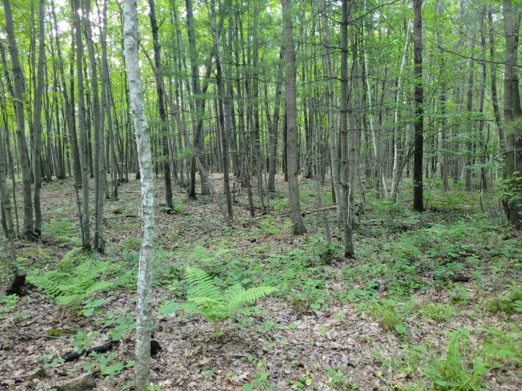 3724 Sherwood Road, Neillsville WI 54456 - Residential house for sale - MLS #1603349 - image34