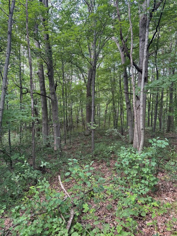 40 Acres 180th Street, Chippewa Falls WI 54720 - Land house for sale - MLS #1603422 - image5