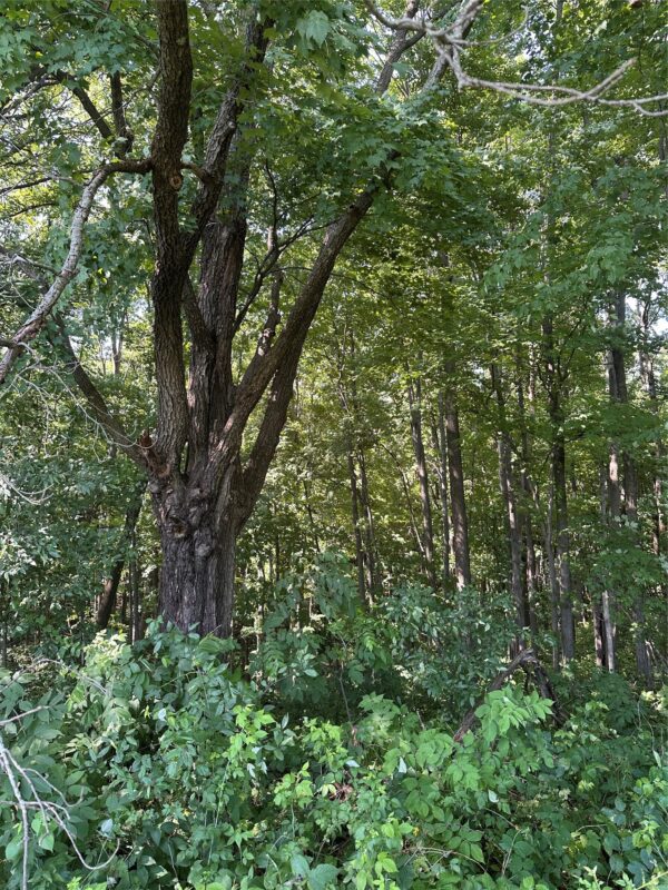 40 Acres 180th Street, Chippewa Falls WI 54720 - Land house for sale - MLS #1603422 - image6
