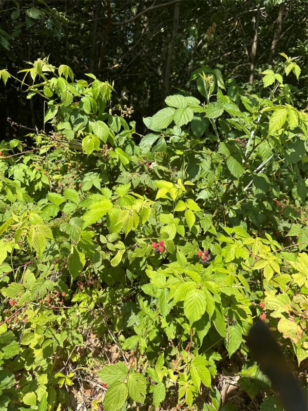 40 Acres 180th Street, Chippewa Falls WI 54720 - Land house for sale - MLS #1603422 - image7