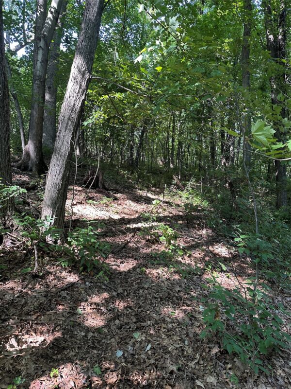 40 Acres 180th Street, Chippewa Falls WI 54720 - Land house for sale - MLS #1603422 - image8