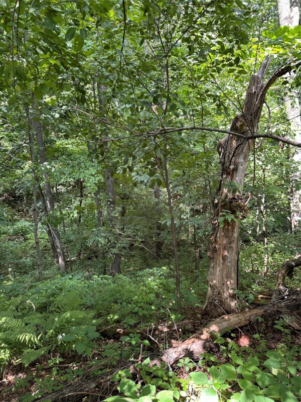 40 Acres 180th Street, Chippewa Falls WI 54720 - Land house for sale - MLS #1603422 - image9