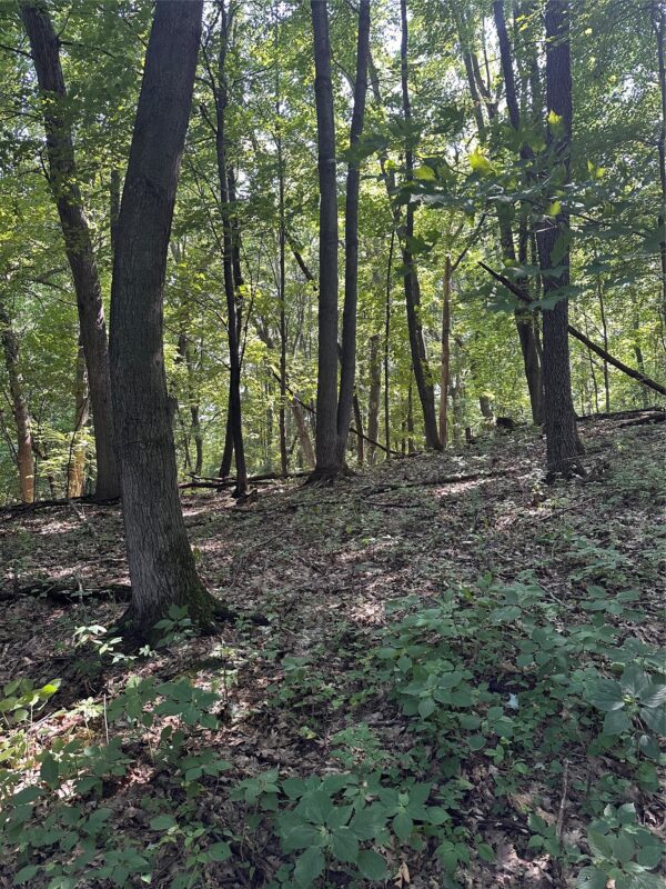 40 Acres 180th Street, Chippewa Falls WI 54720 - Land house for sale - MLS #1603422 - image10