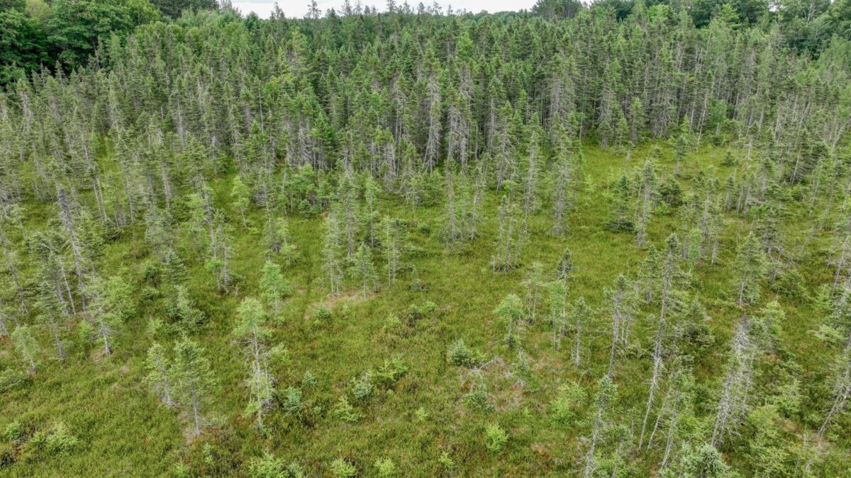 4E Twin Lake Road, Hayward WI 54843 - Land house for sale - MLS #1603343 - image10