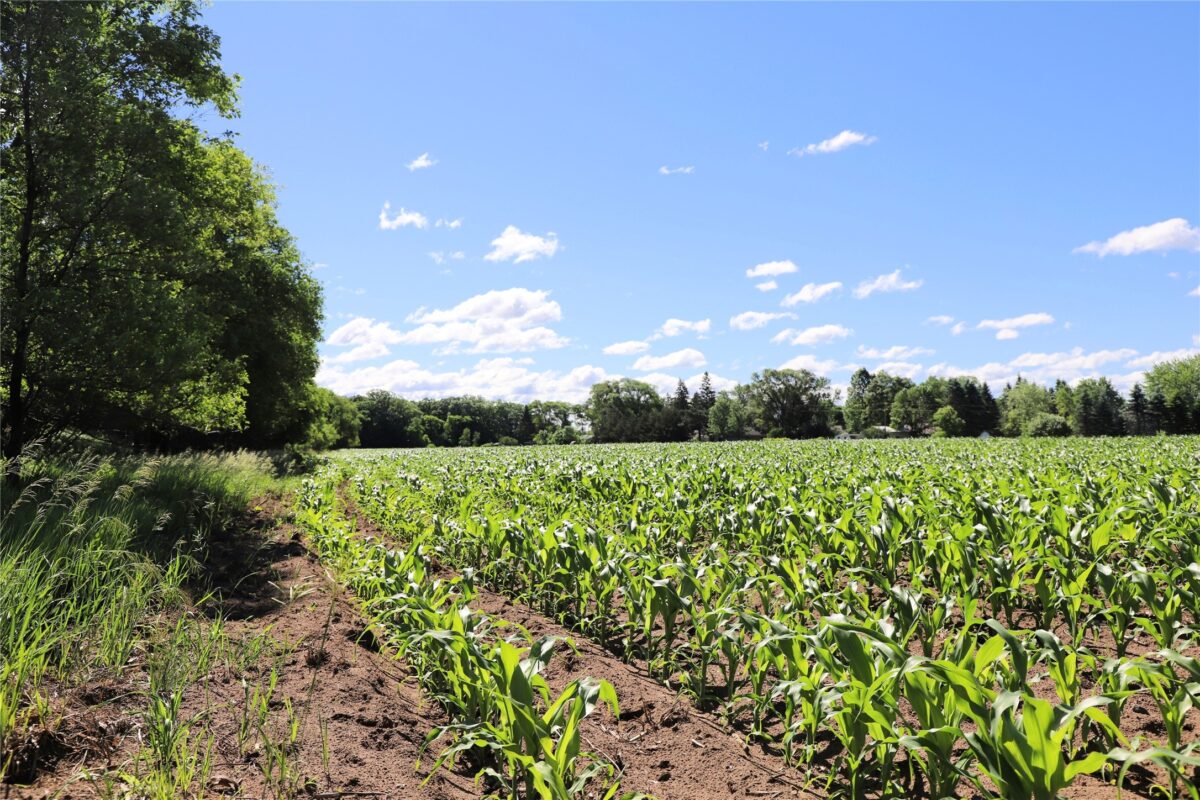 5320 County Road 6, Other MN 56301 - Land house for sale - MLS #1602329 - image14