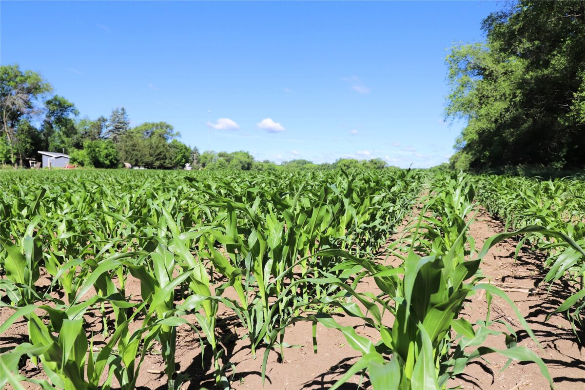5320 County Road 6, Other MN 56301 - Land house for sale - MLS #1602329 - image10