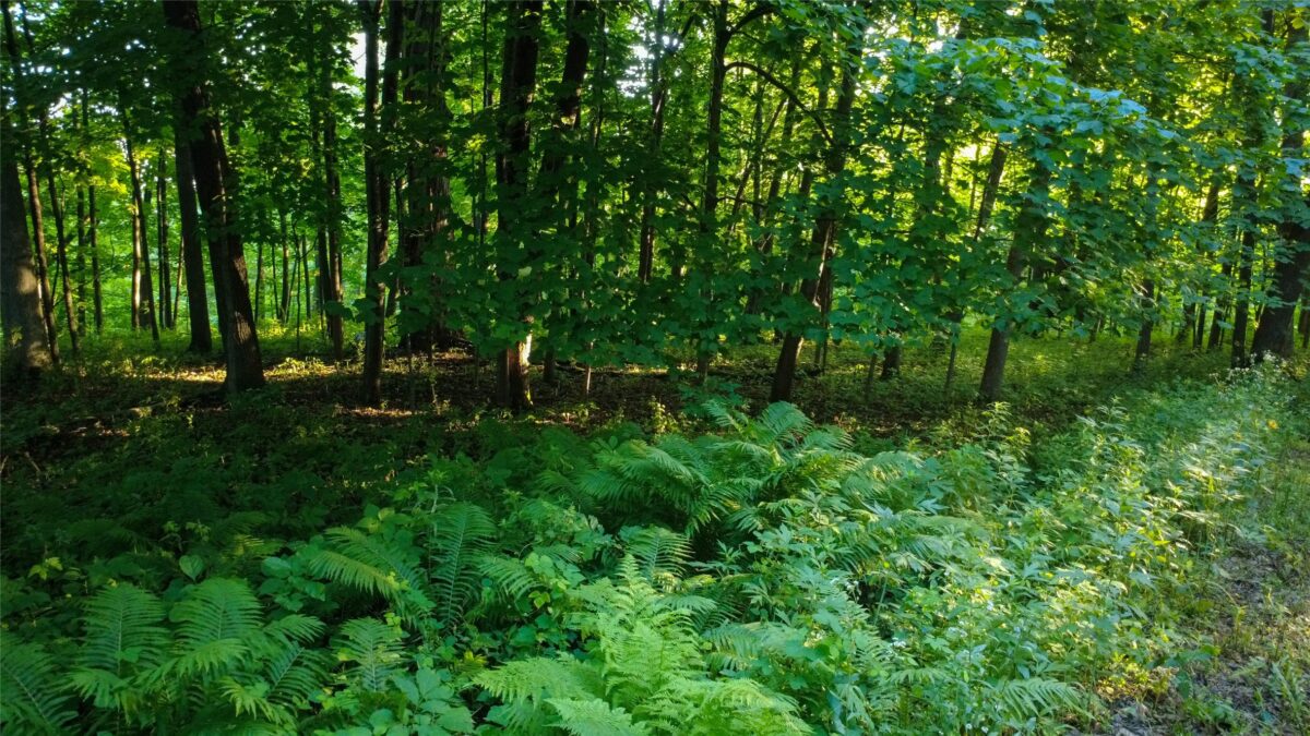 570th 570th Avenue, Menomonie WI 54751 - Land house for sale - MLS #1603171 - image22