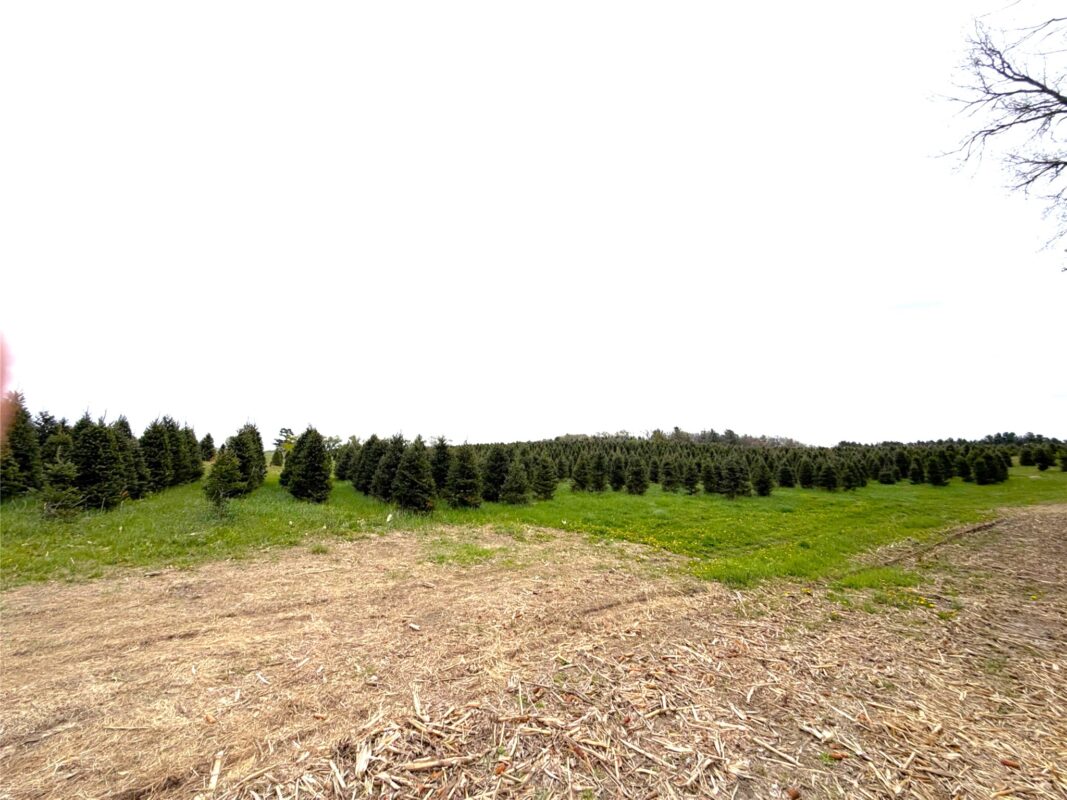 60 acres Pole Grove Road, Hixton WI 54635 - Land house for sale - MLS #1600886 - image5
