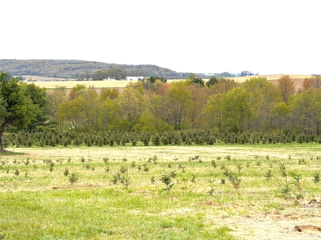 60 acres Pole Grove Road, Hixton WI 54635 - Land house for sale - MLS #1600886 - image7