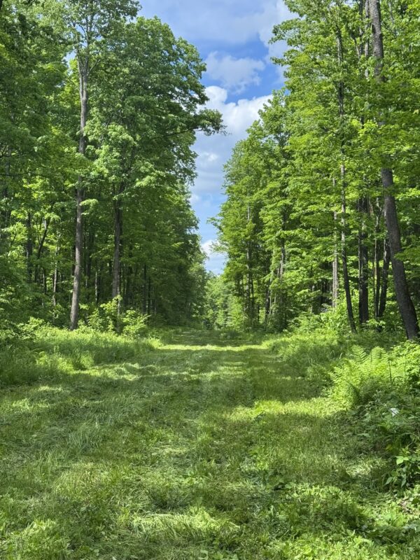 75134 West Road, Butternut WI 54514 - Land house for sale - MLS #1603092 - image2