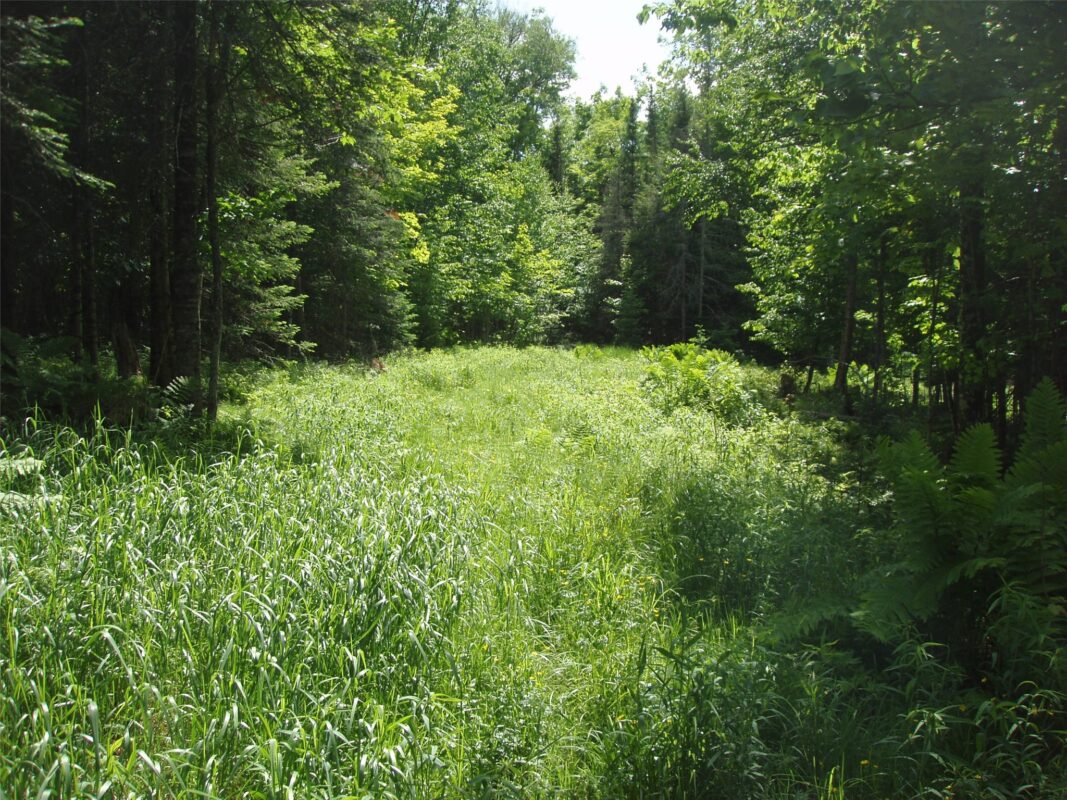 80521 Bear Lake Road, Butternut WI 54514 - Land house for sale - MLS #1603003 - image14