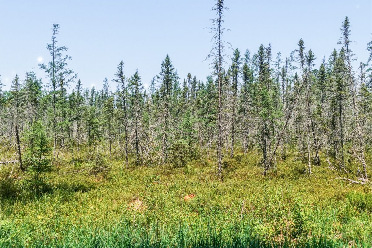 9292 Duncan Point Rd Road, Hayward WI 54843 - Land house for sale - MLS #1602848 - image23