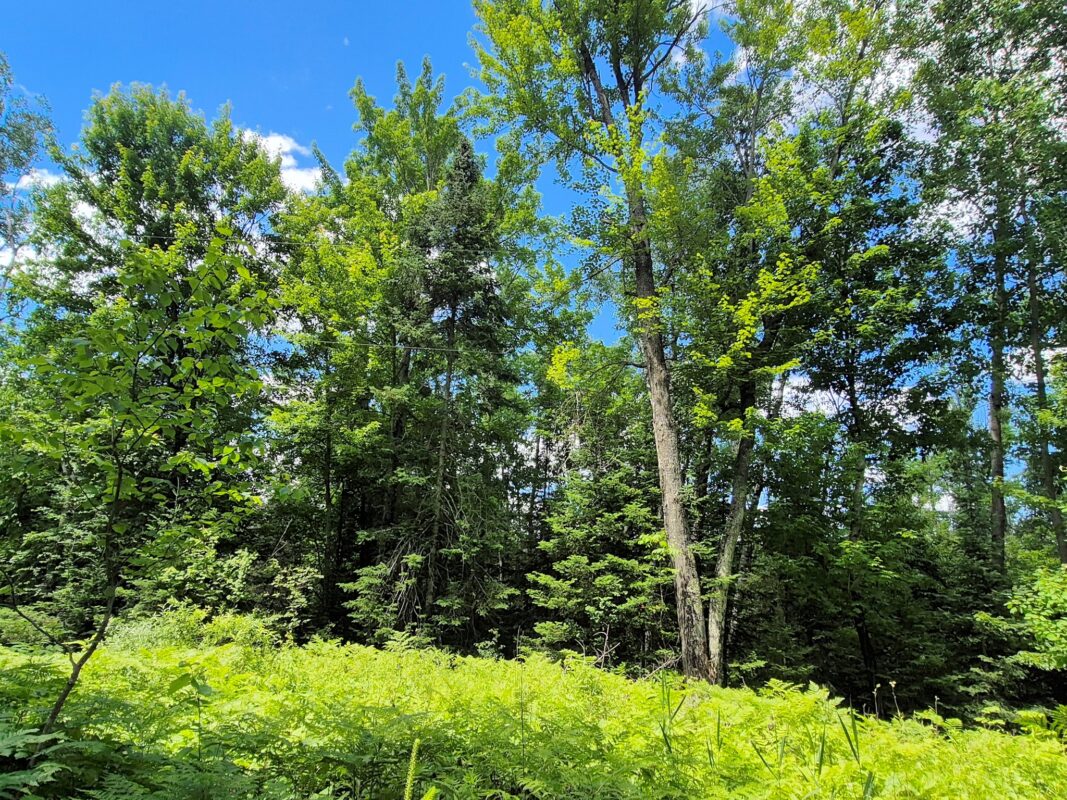 9341 Nyberg Road, Hayward WI 54843 - Residential house for sale - MLS #1602291 - image30