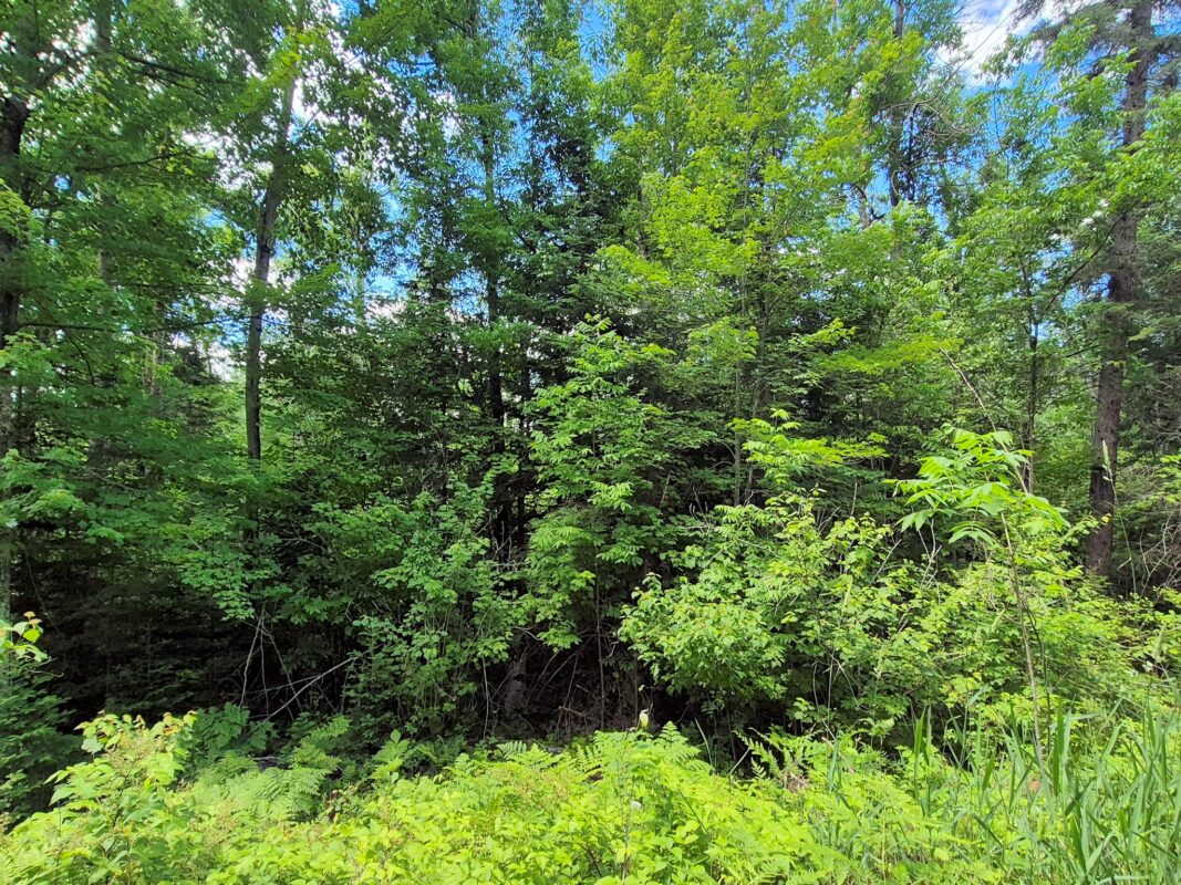 9341 Nyberg Road, Hayward WI 54843 - Residential house for sale - MLS #1602291 - image31