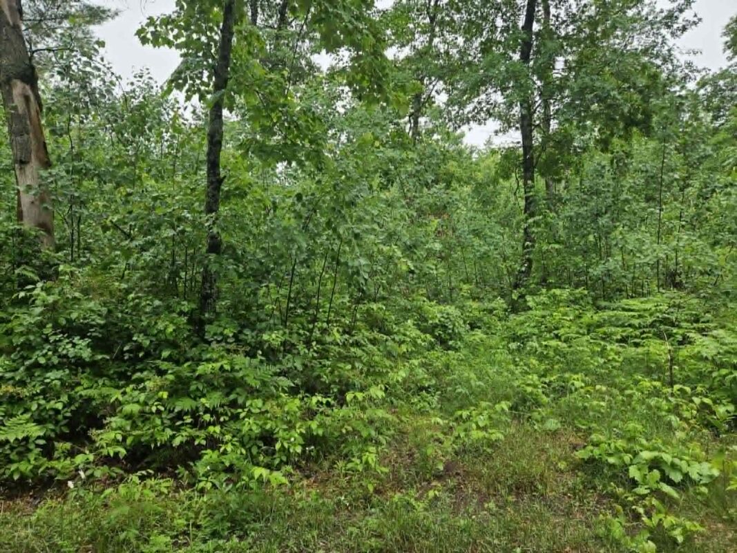 Lot 1-4 Hilly Lane, Spooner WI 54801 - Land house for sale - MLS #1602451 - image4