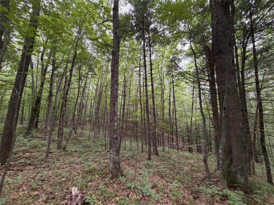 Lot 1 Nor Wis Road, Hayward WI 54843 - Land house for sale - MLS #1603619 - image24