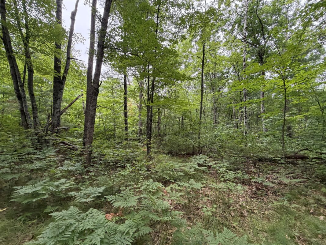 Lot 1 Nor Wis Road, Hayward WI 54843 - Land house for sale - MLS #1603619 - image5