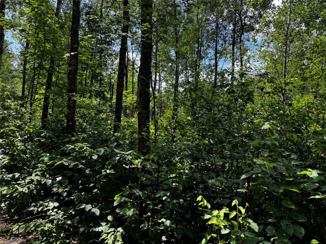 Lot 12 Cassandra Road, Hayward WI 54843 - Land house for sale - MLS #1603279 - image2