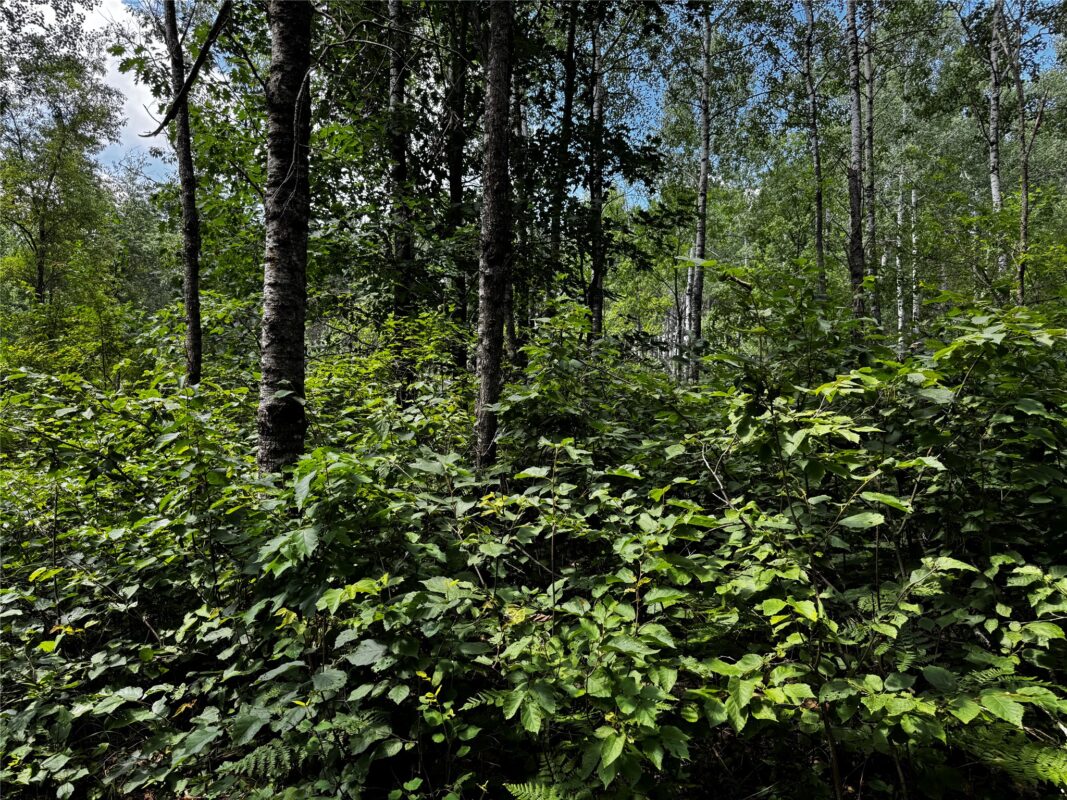 Lot 12 Cassandra Road, Hayward WI 54843 - Land house for sale - MLS #1603279 - image11
