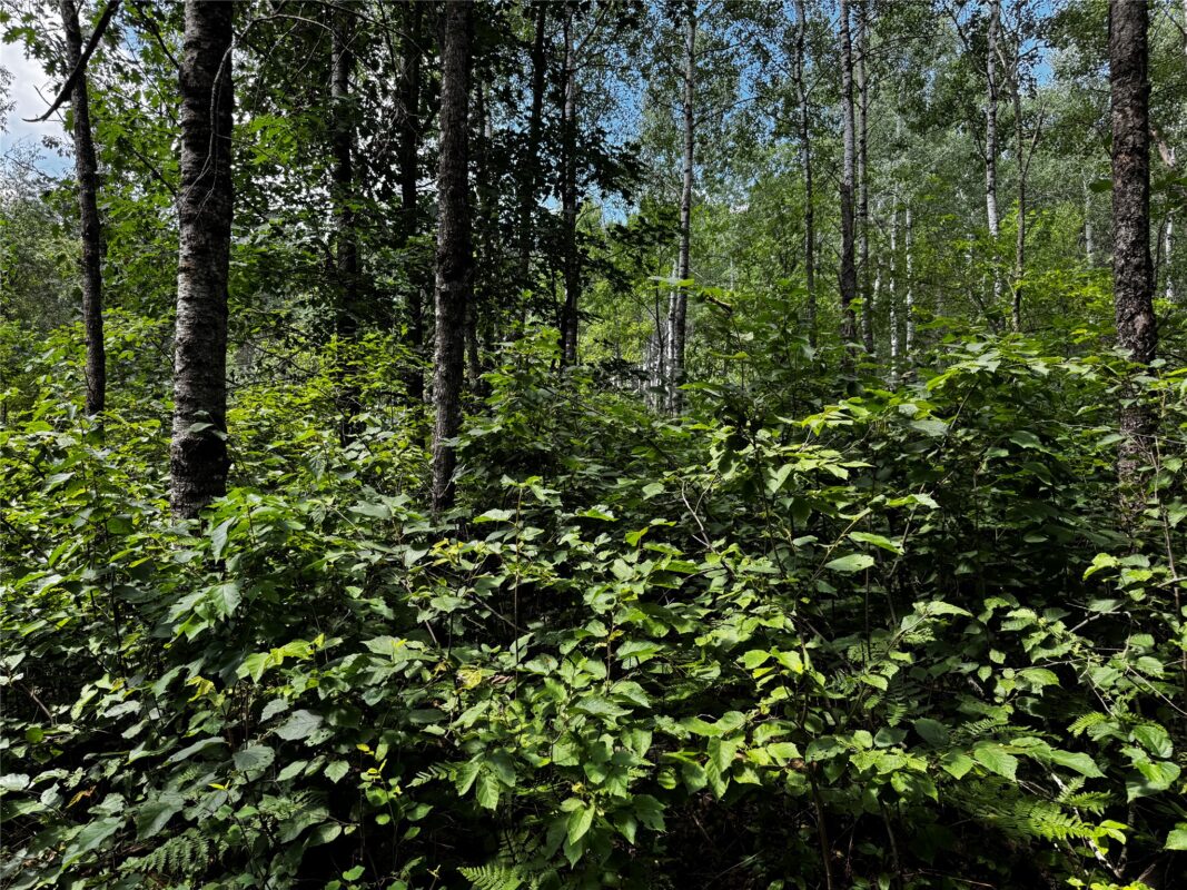 Lot 12 Cassandra Road, Hayward WI 54843 - Land house for sale - MLS #1603279 - image12