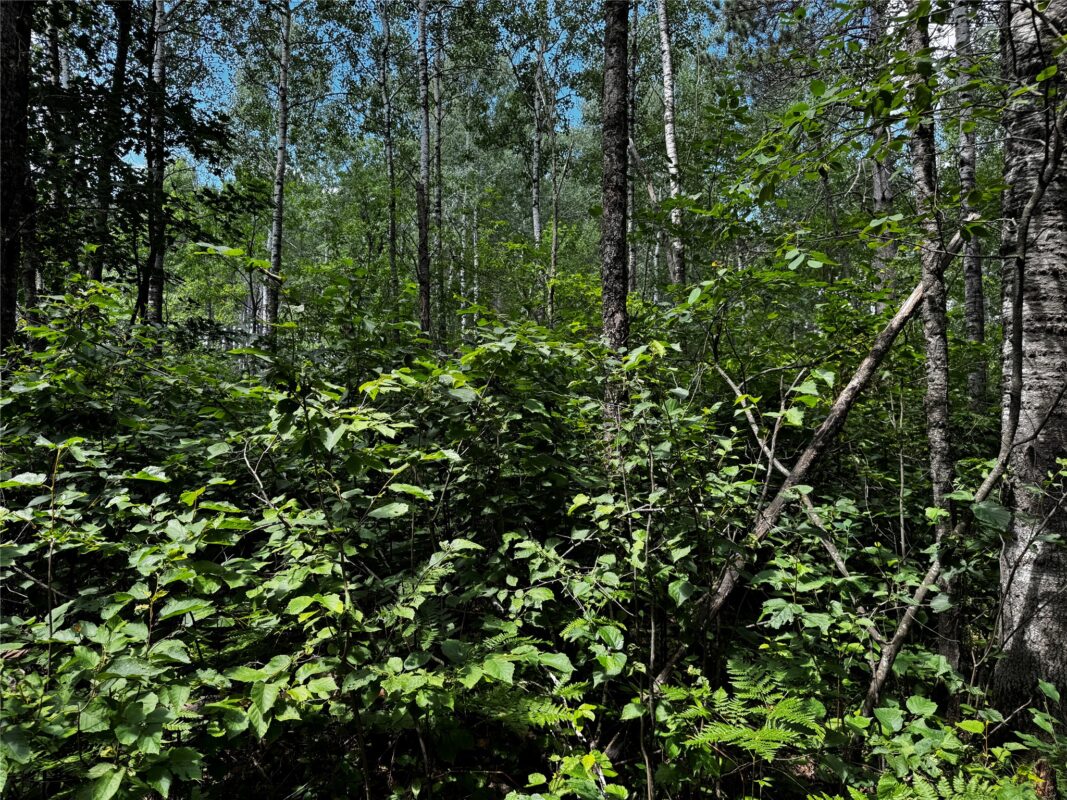Lot 12 Cassandra Road, Hayward WI 54843 - Land house for sale - MLS #1603279 - image13