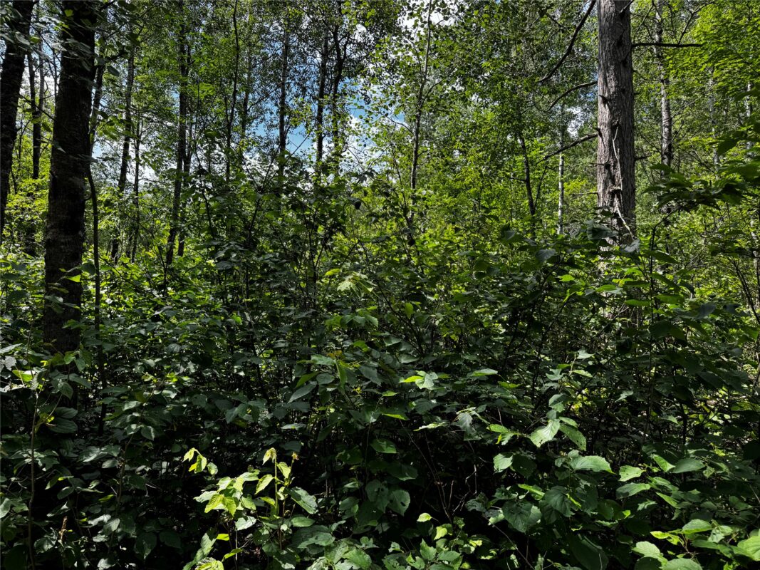 Lot 12 Cassandra Road, Hayward WI 54843 - Land house for sale - MLS #1603279 - image3