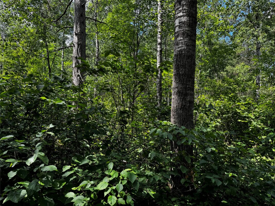 Lot 12 Cassandra Road, Hayward WI 54843 - Land house for sale - MLS #1603279 - image4