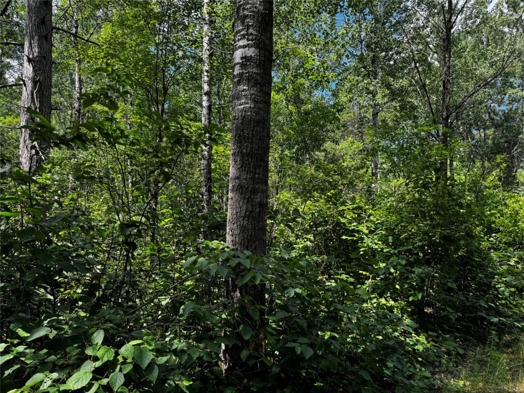 Lot 12 Cassandra Road, Hayward WI 54843 - Land house for sale - MLS #1603279 - image5