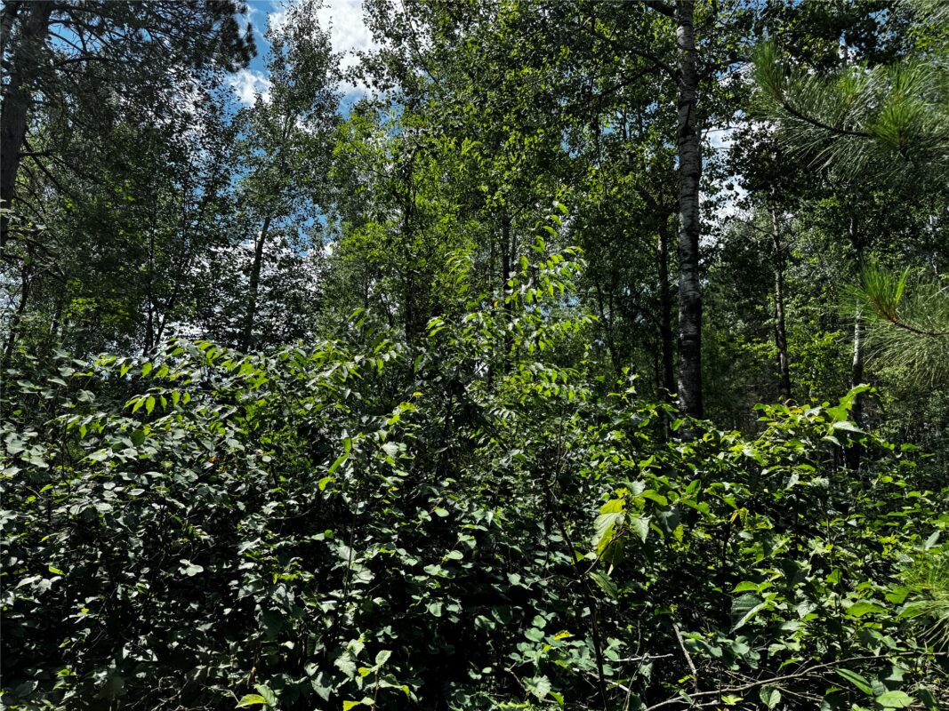 Lot 12 Cassandra Road, Hayward WI 54843 - Land house for sale - MLS #1603279 - image7