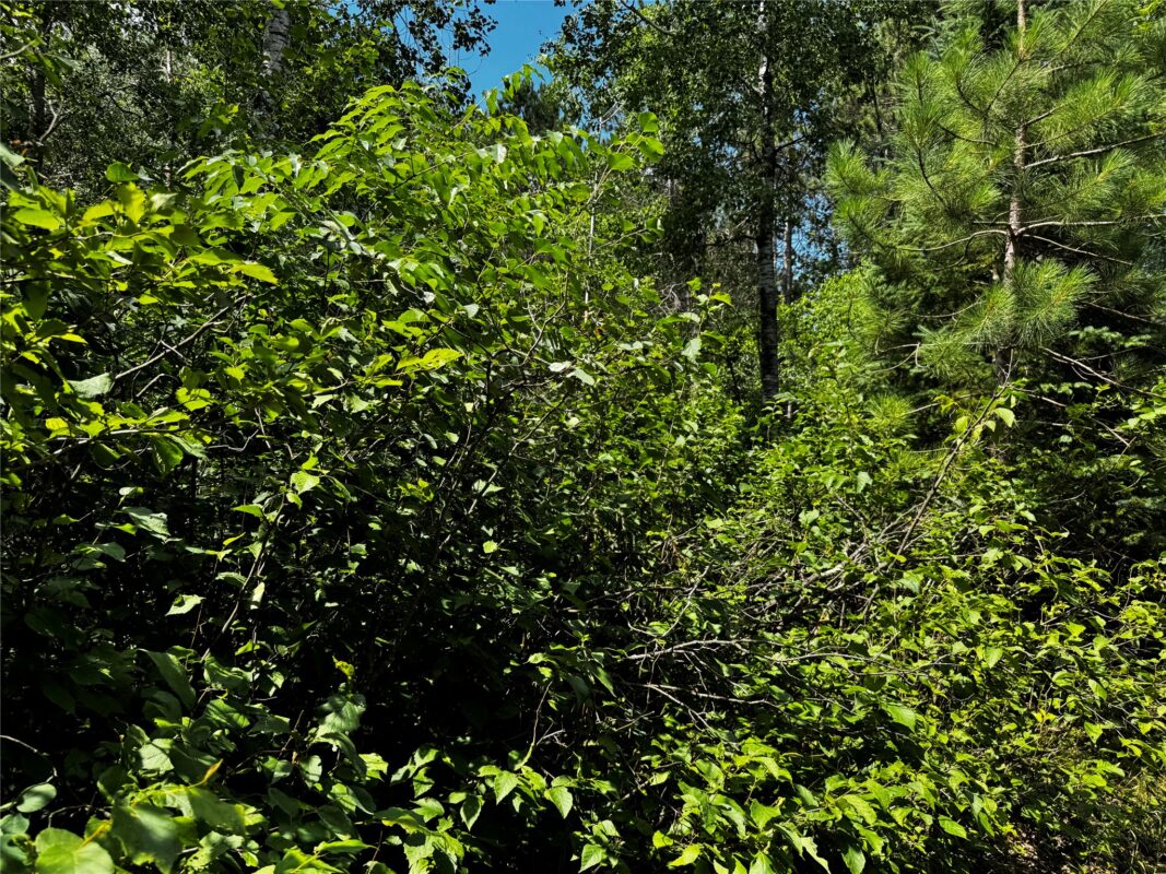 Lot 12 Cassandra Road, Hayward WI 54843 - Land house for sale - MLS #1603279 - image8