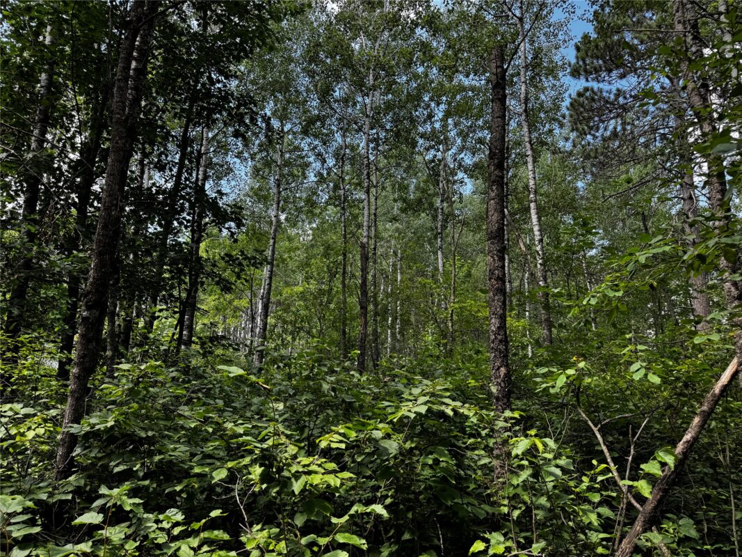 Lot 12 Cassandra Road, Hayward WI 54843 - Land house for sale - MLS #1603279 - image10