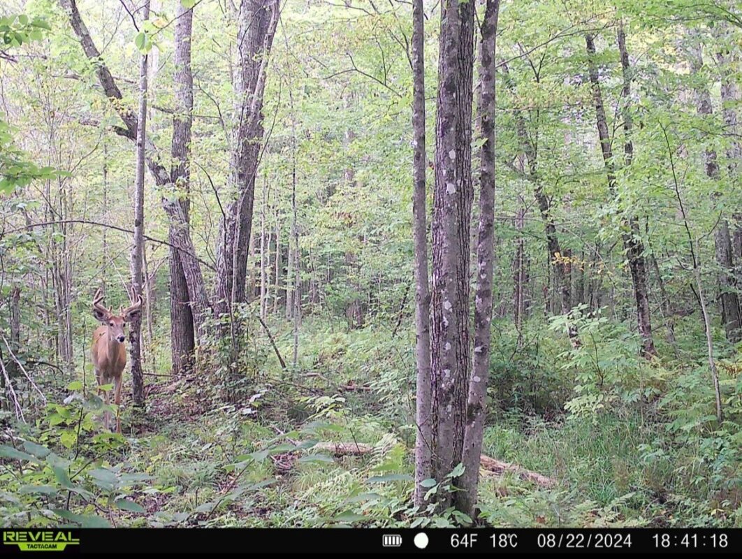 Lot 2 Delap Lane, Couderay WI 54828 - Land house for sale - MLS #1601498 - image12