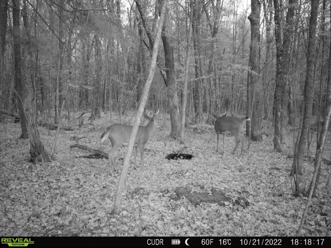Lot 2 Delap Lane, Couderay WI 54828 - Land house for sale - MLS #1601498 - image14