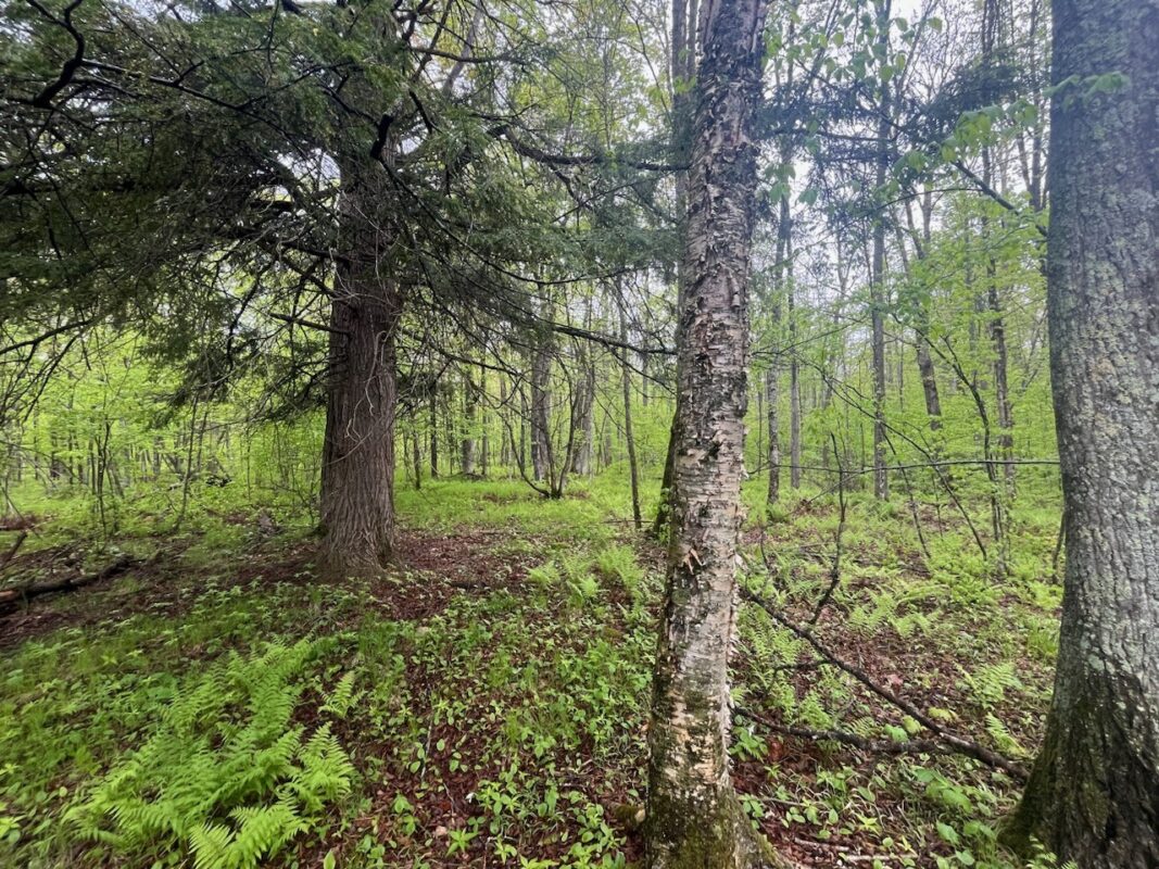 Lot 2 Delap Lane, Couderay WI 54828 - Land house for sale - MLS #1601498 - image4