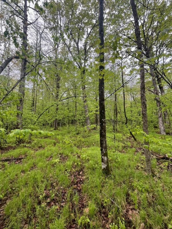 Lot 2 Delap Lane, Couderay WI 54828 - Land house for sale - MLS #1601498 - image5