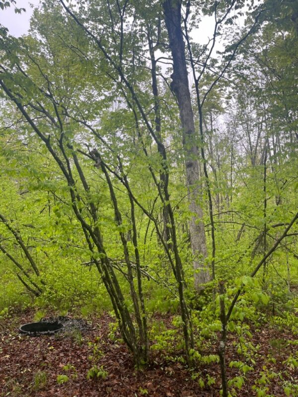 Lot 2 Delap Lane, Couderay WI 54828 - Land house for sale - MLS #1601498 - image6
