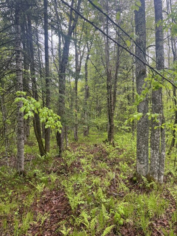 Lot 2 Delap Lane, Couderay WI 54828 - Land house for sale - MLS #1601498 - image7