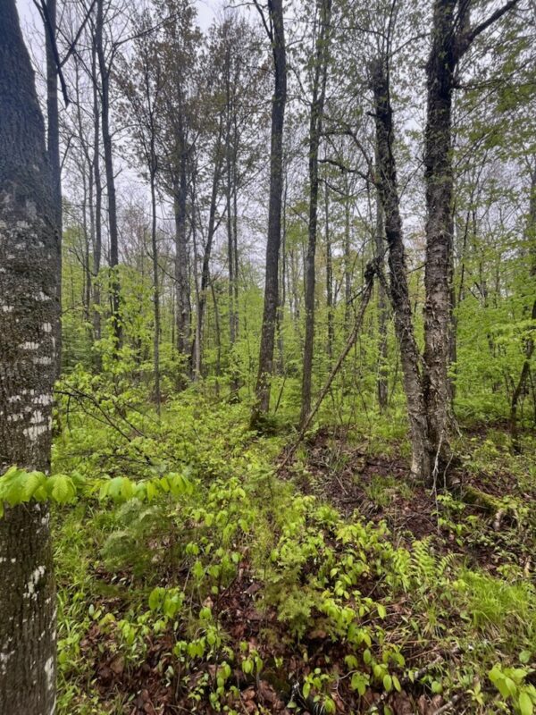 Lot 2 Delap Lane, Couderay WI 54828 - Land house for sale - MLS #1601498 - image8