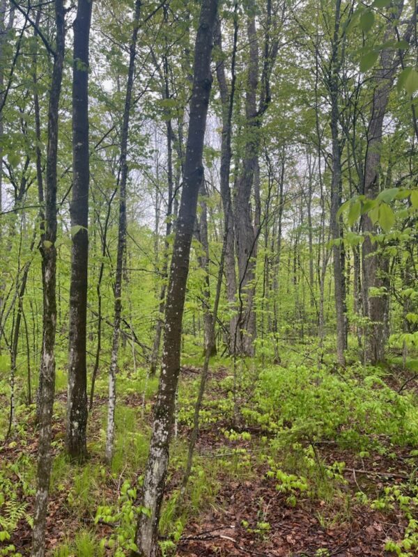 Lot 2 Delap Lane, Couderay WI 54828 - Land house for sale - MLS #1601498 - image9