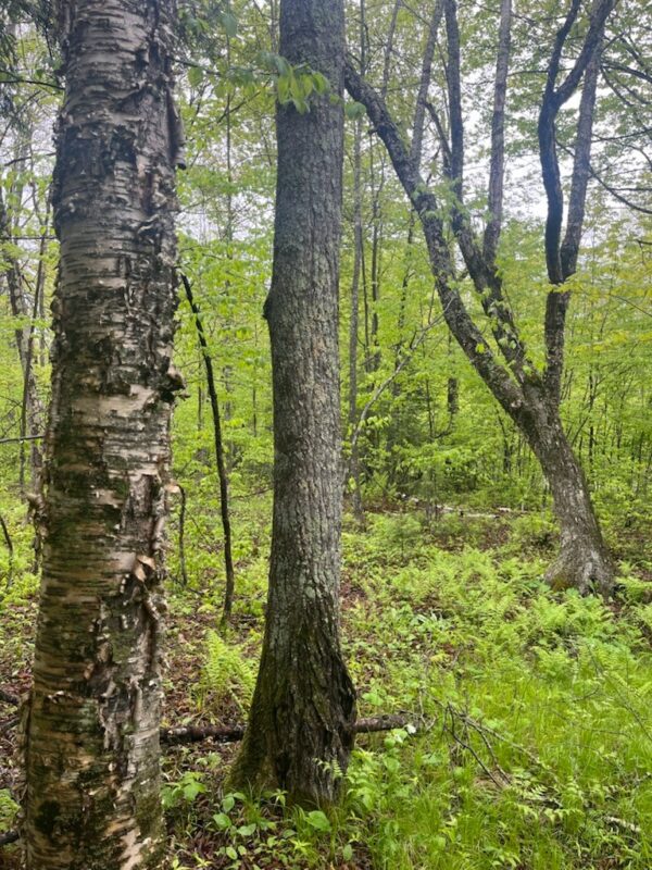 Lot 2 Delap Lane, Couderay WI 54828 - Land house for sale - MLS #1601498 - image10