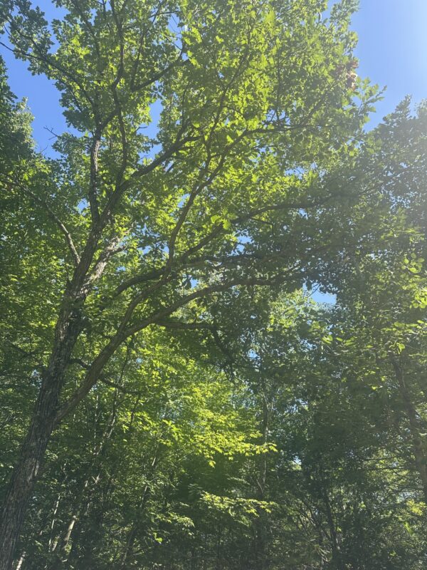 Lot 4 271st Street, Holcombe WI 54745 - Land house for sale - MLS #1603205 - image3