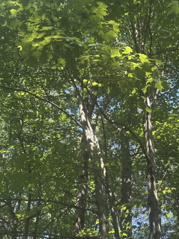 Lot 4 271st Street, Holcombe WI 54745 - Land house for sale - MLS #1603205 - image4