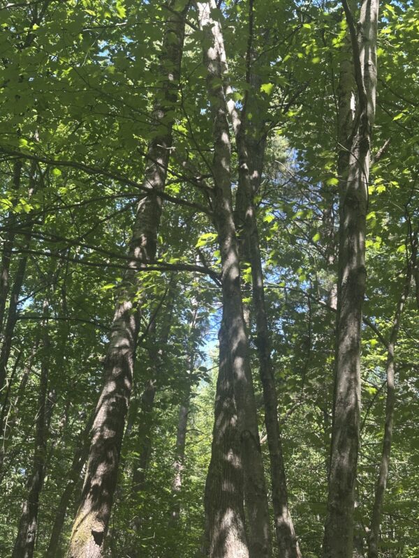 Lot 4 271st Street, Holcombe WI 54745 - Land house for sale - MLS #1603205 - image5