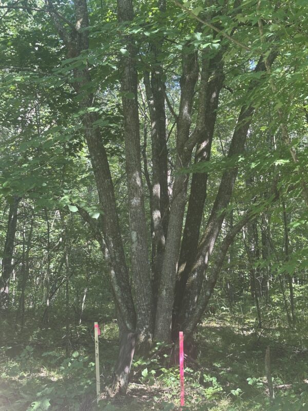 Lot 4 271st Street, Holcombe WI 54745 - Land house for sale - MLS #1603205 - image6