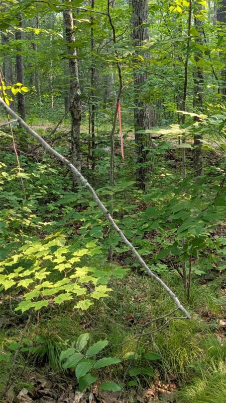 Lot 4 County Highway CC, Couderay WI 54828 - Land house for sale - MLS #1603366 - image11