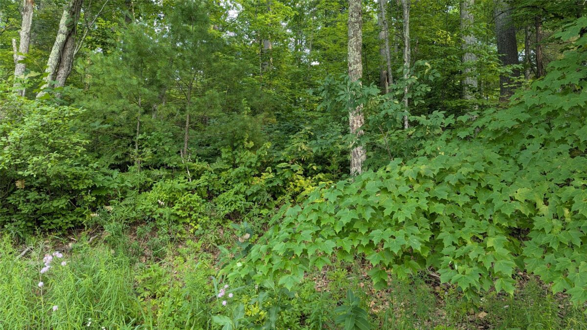 Lot 4 County Highway CC, Couderay WI 54828 - Land house for sale - MLS #1603366 - image5