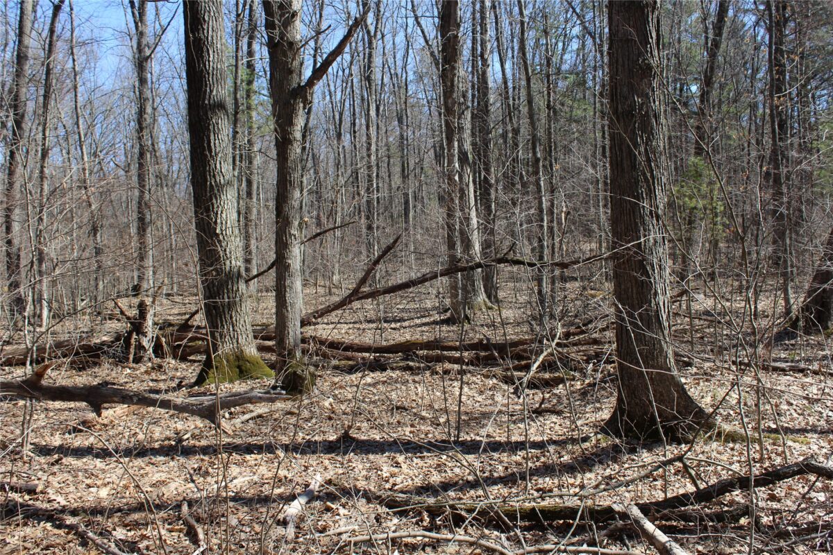 Lot 4 Resewood Avenue, Neillsville WI 54456 - Land house for sale - MLS #1599883 - image13
