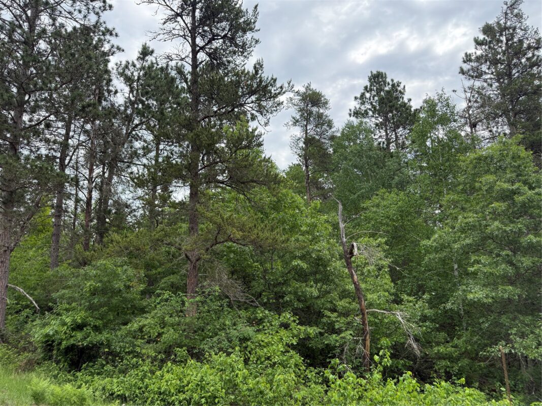 Lot 51 Aspen Lane, Barnes WI 54873 - Land house for sale - MLS #1600931 - image2