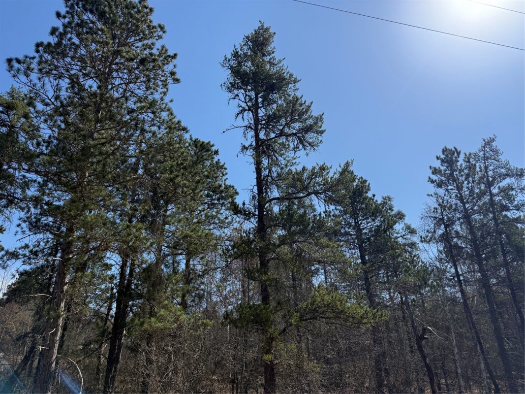 Lot 51 Aspen Lane, Barnes WI 54873 - Land house for sale - MLS #1600931 - image5